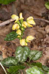 Yellow archangel